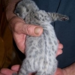 Zulu - F-1 Savannah female DOB 3/22/09