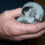 Zulu - F-1 Savannah female DOB 3/22/09