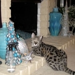 Zulu - F-1 Savannah female DOB 3/22/09