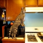 Zulu - F-1 Savannah female DOB 3/22/09