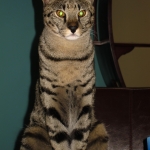 Zulu - F-1 Savannah female DOB 3/22/09