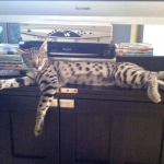 Zulu - F-1 Savannah female DOB 3/22/09