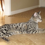 Zulu - F-1 Savannah female DOB 3/22/09