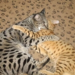 Zulu - F-1 Savannah female DOB 3/22/09