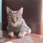 Zulu - F-1 Savannah female DOB 3/22/09