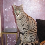 Zulu - F-1 Savannah female DOB 3/22/09