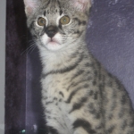 Zulu - F-1 Savannah female DOB 3/22/09