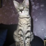 Zulu - F-1 Savannah female DOB 3/22/09