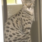 Zulu - F-1 Savannah female DOB 3/22/09