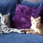 Zulu - F-1 Savannah female DOB 3/22/09