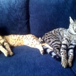 Zulu - F-1 Savannah female DOB 3/22/09 and her new friend Duma