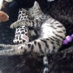 Zulu - F-1 Savannah female DOB 3/22/09