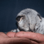 Zulu - F-1 Savannah female DOB 3/22/09