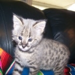 Zulu - F-1 Savannah female DOB 3/22/09