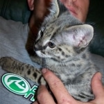 Zulu - F-1 Savannah female DOB 3/22/09