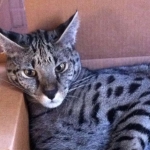 Zulu - F-1 Savannah female DOB 3/22/09