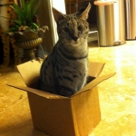 Zulu - F-1 Savannah female DOB 3/22/09