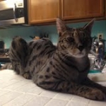 Zulu - F-1 Savannah female DOB 3/22/09