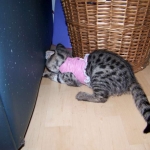 Nyah - F-1 Savannah Female DOB 3-22-09