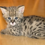 Nyah - F-1 Savannah Female DOB 3-22-09