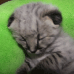 Nyah - F-1 Savannah Female DOB 3-22-09