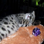 Nyah - F-1 Savannah Female DOB 3-22-09