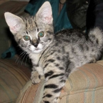 Nyah - F-1 Savannah Female DOB 3-22-09