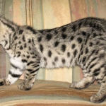 Nyah - F-1 Savannah Female DOB 3-22-09