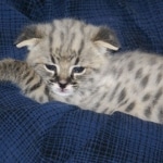 Nyah - F-1 Savannah Female DOB 3-22-09