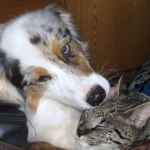 Nyah - F-1 Savannah Female DOB 3-22-09