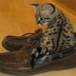 Nyah - F-1 Savannah Female DOB 3-22-09