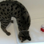 Nyah - F-1 Savannah Female DOB 3-22-09