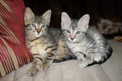 Taj And Pultizer - Egyptian Maus Bronze And Silver