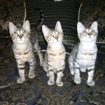 Taj And Pultizer - Egyptian Maus Bronze And Silver