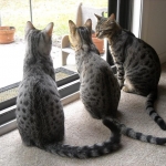 Taj And Pultizer - Egyptian Maus Bronze And Silver