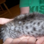 Taj And Pultizer - Egyptian Maus Bronze And Silver