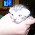 Taj And Pultizer - Egyptian Maus Bronze And Silver