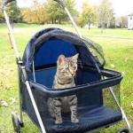 Taj And Pultizer - Egyptian Maus Bronze And Silver