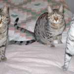 Taj And Pultizer - Egyptian Maus Bronze And Silver