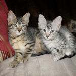 Taj And Pultizer - Egyptian Maus Bronze And Silver