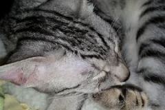  Nila Silver Female Egyptian Mau DOB 9-15-14