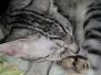  Nila Silver Female Egyptian Mau DOB 9-15-14