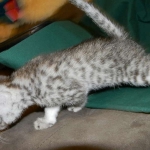Egyptian Mau Silver Female Nila DOB 9-15-14
