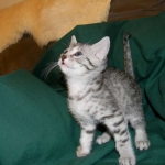 Egyptian Mau Silver Female Nila DOB 9-15-14