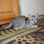 Egyptian Mau Silver Female Nila DOB 9-15-14