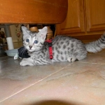 Egyptian Mau Silver Female Nila DOB 9-15-14