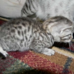 Egyptian Mau Silver Female Nila DOB 9-15-14