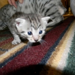 Egyptian Mau Silver Female Nila DOB 9-15-14