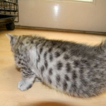 Egyptian Mau Silver Female Nila DOB 9-15-14 004-800