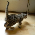 Egyptian Mau Silver Female Nila DOB 9-15-14